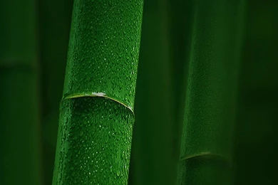 Green Bamboo Lock Screen 1080x1920 Samsung Galaxy Note 3 Wallpapers ...