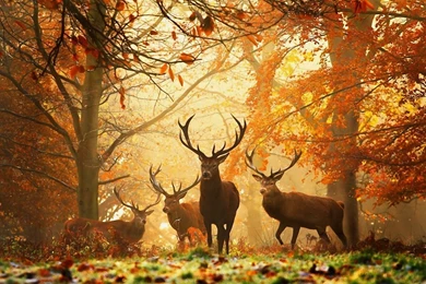 Deer Wallpapers
