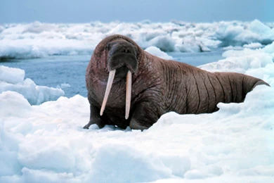 Walrus Wallpapers   Animals Town