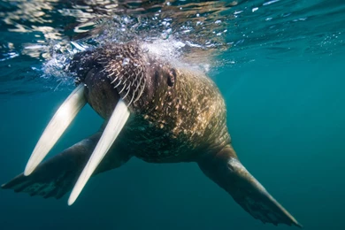 18 Walrus HD Wallpapers