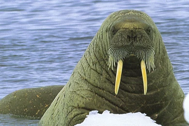 Walrus Wallpapers