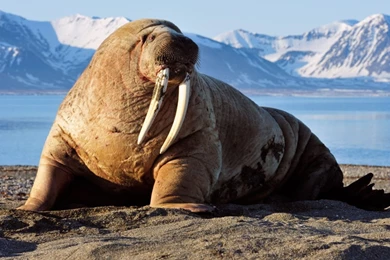 Can You Identify The Real Animals Behind These Terrifying Medieval ...