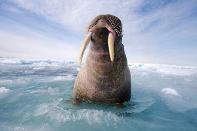 Walrus Pictures