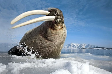 Walrus Pictures