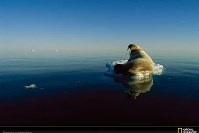 Walrus Picture, Walrus Desktop Wallpaper, Free Wallpapers ...