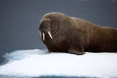 Fluffy Walrus Desktop Backgrounds HD 2560x1600