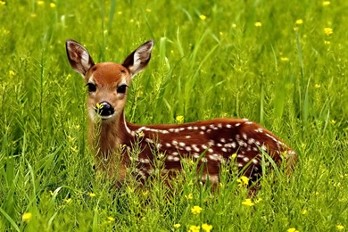 Baby Deer   Wallpaper.