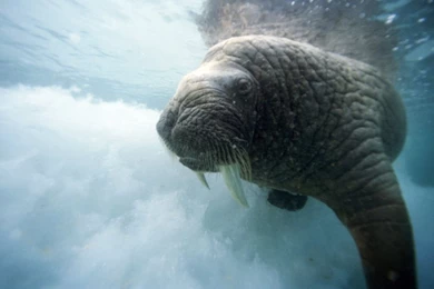 Igloolik, Canada, Swimming Walrus, Photo Of The Day, Picture ...