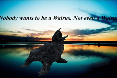Walrus Wallpapers : Wallpapers