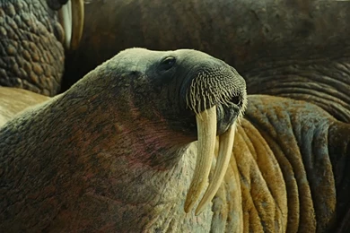 Download Wallpapers 3840x2160 Walrus, Fangs, Tusks, Muzzle, Body ...
