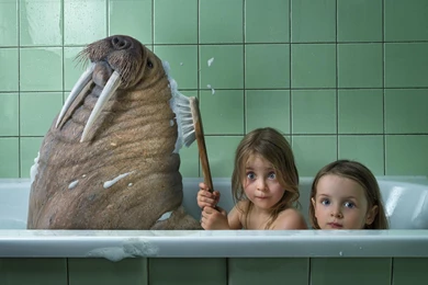 Humor Children Animals Walrus Bath Child Wallpapers