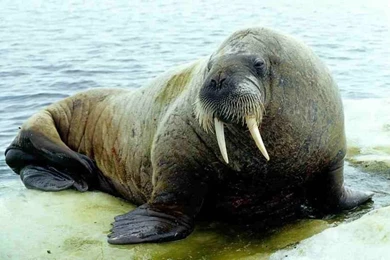 Walrus Pictures