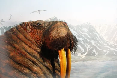 Walrus 1600x1200 Wallpapers