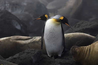 Two Penguins And Walrus Wallpapers And Images Wallpapers ...