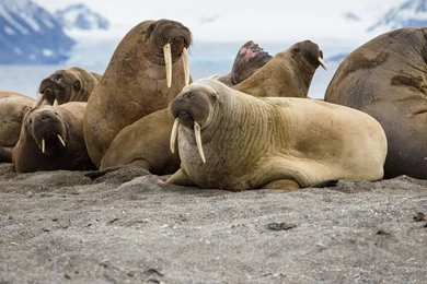 35,000 Walruses On Alaska Shore A Sign Of 'tremendous Change ...
