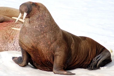2000x1333px Clingmans Dome