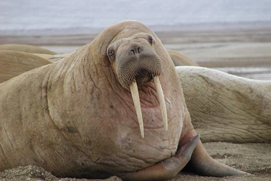 Walrus