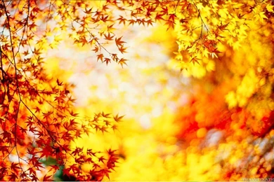 Stunning Colors Of Autumn Wallpapers