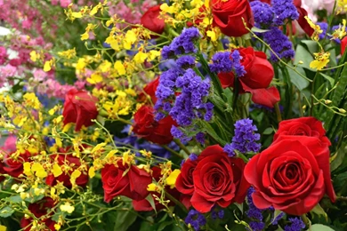 Ultra HD 4K Vibrant Wallpapers HD, Desktop Backgrounds 3840x2400