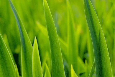 Spring Fresh Vibrant Grass Leaf iPad Air Wallpapers Download ...