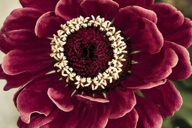 6 Impressive iPhone 6 Flowers HD Wallpapers   I Am Qurat