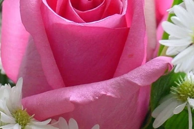 1080x1920 Rose Pink Flowers Wallpapers HD