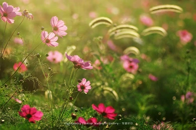 Gallery For   Desktop Wallpapers Of Flower Gardens