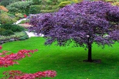 Spring Field Wallpapers 2   Crazy Frankenstein