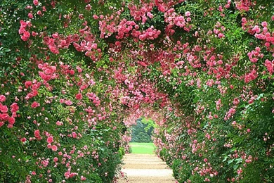 Rose Garden Wallpapers Desktop Hd