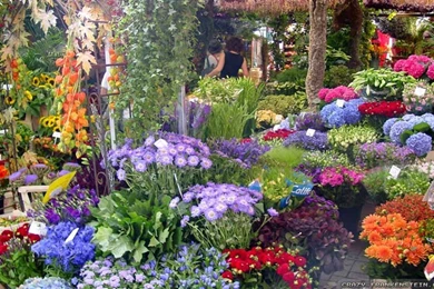 Beautiful Flower Garden Wallpapers 2   Crazy Frankenstein