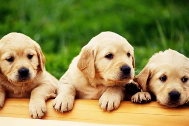 Funny Puppy Wallpapers