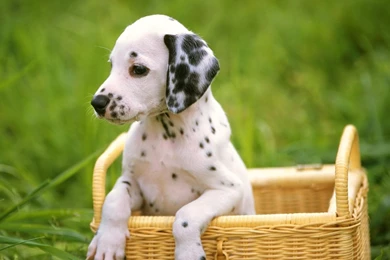 Cute Puppy