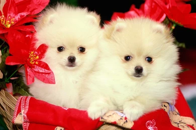 Cute White Puppy in Bucket Wallpapers.jpg