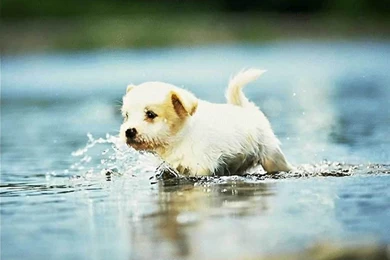 Funny Puppy Wallpapers