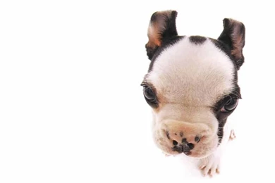 Funny Dogs Wallpapers, Cute Cats Backgrounds