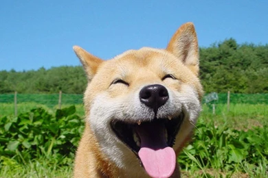 Happy Puppy HD Wallpapers   Cool Wallpapers