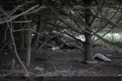 2013 08 16 Dark Grove [wide Wallpaper] – Bitratchet