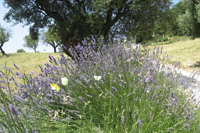 Agapanthus Flower Wallpapers Wide