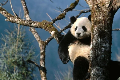 Panda Bear Bears Animals Wild Hd Wallpapers (