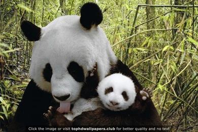 Best Panda 4K Or HD Wallpapers For Your PC, Mac Or Mobile Device