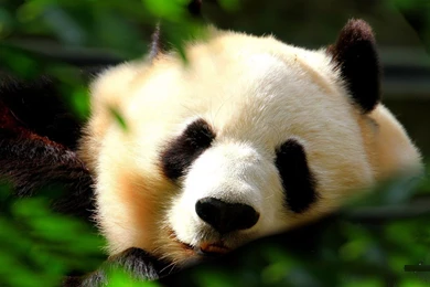 Panda Wallpapers 127039