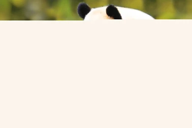 There Are 41 Wallpapers Have Tag "panda"