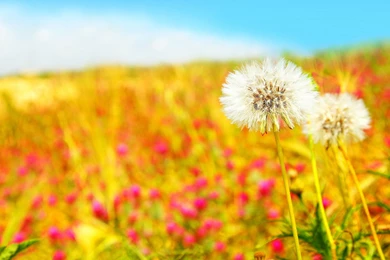 Summer Archives HDWallSource.com HDWallSource.com