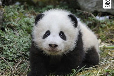 Gallery For   Baby Panda Bear Wallpapers