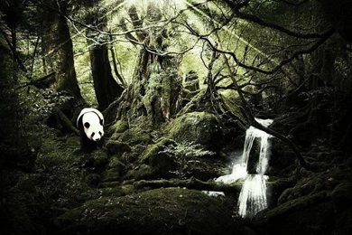 Landscapes Nature Trees Forest Rivers Jungle Bear Panda ...