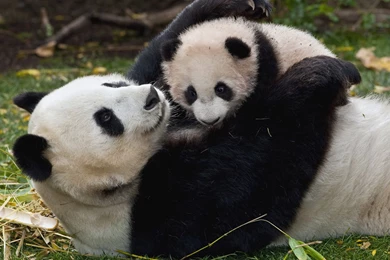 Panda And Baby Wallpapers And Images Wallpapers, Pictures, Photos