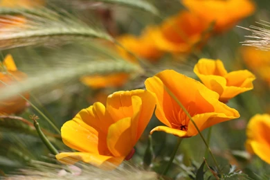 Summer Flowers Wallpapers