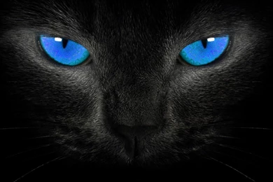 CAT WALLPAPER HD WSF001