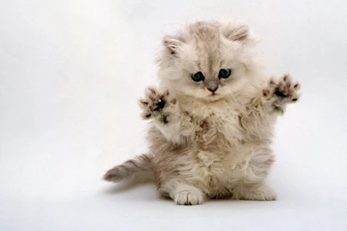 5674 Cat HD Wallpapers