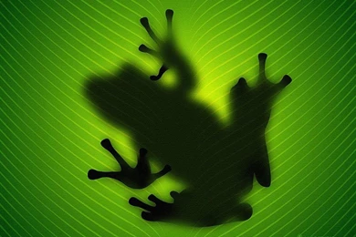 Gallery For   Free Frog Computer Wallpapers